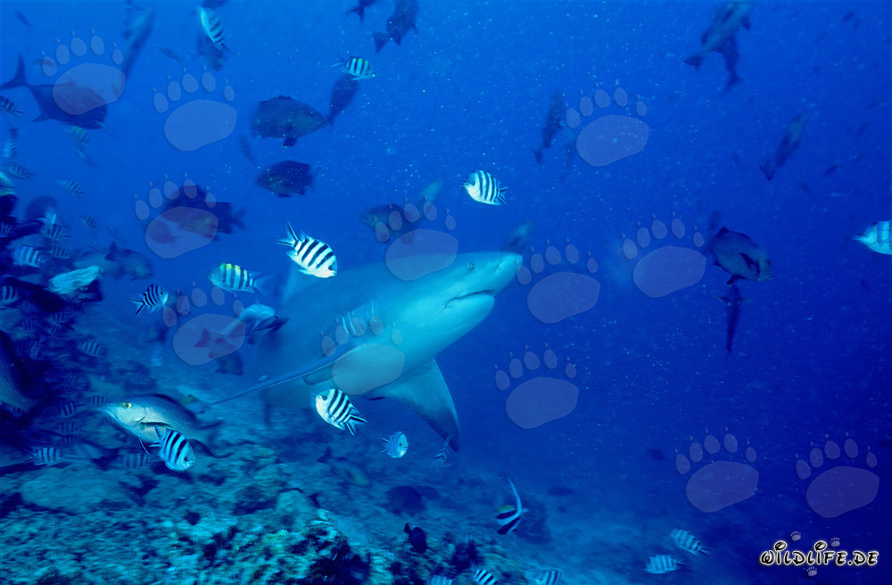 Bull Shark - Dangerous Marine Creature in front of Vibrant Coral Reef