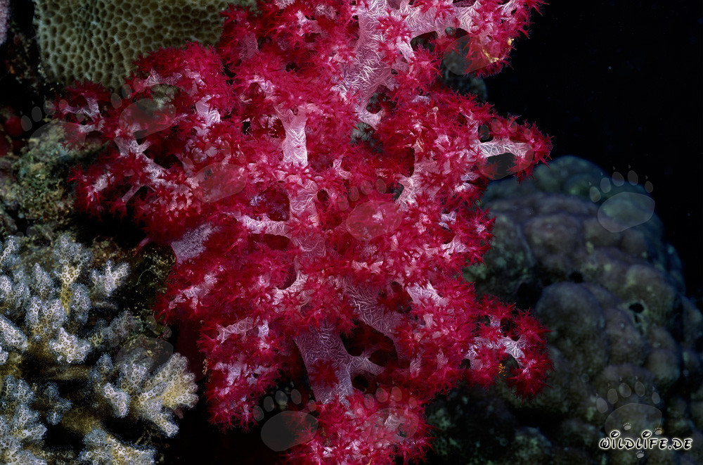 Leuchtende rote Weichkoralle in der faszinierenden Unterwasserwelt von Beqa Lagoon, Fiji