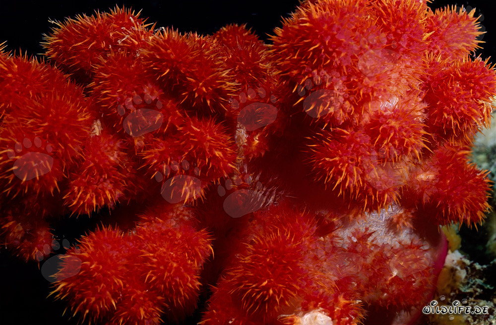 Leuchtend rote Weichkoralle im klaren Ozeanwasser