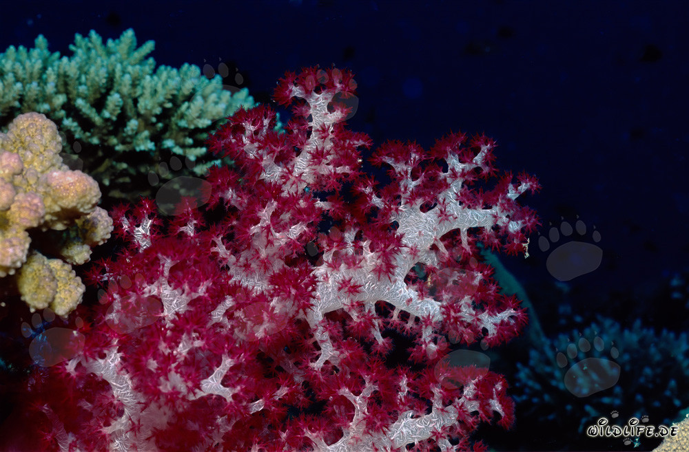 Faszinierende Farbenpracht der Weichkoralle (Dendronephthya sp)
