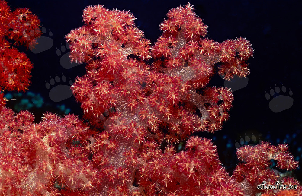 Farbenfrohe Weichkoralle (Dendronephthya sp) in der Beqa Lagune, Fiji