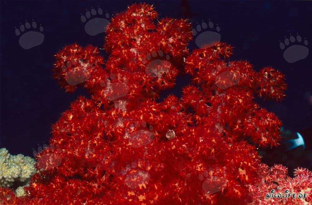 Intensiv rot leuchtende Weichkoralle (Dendronephthya sp) im Korallenriff