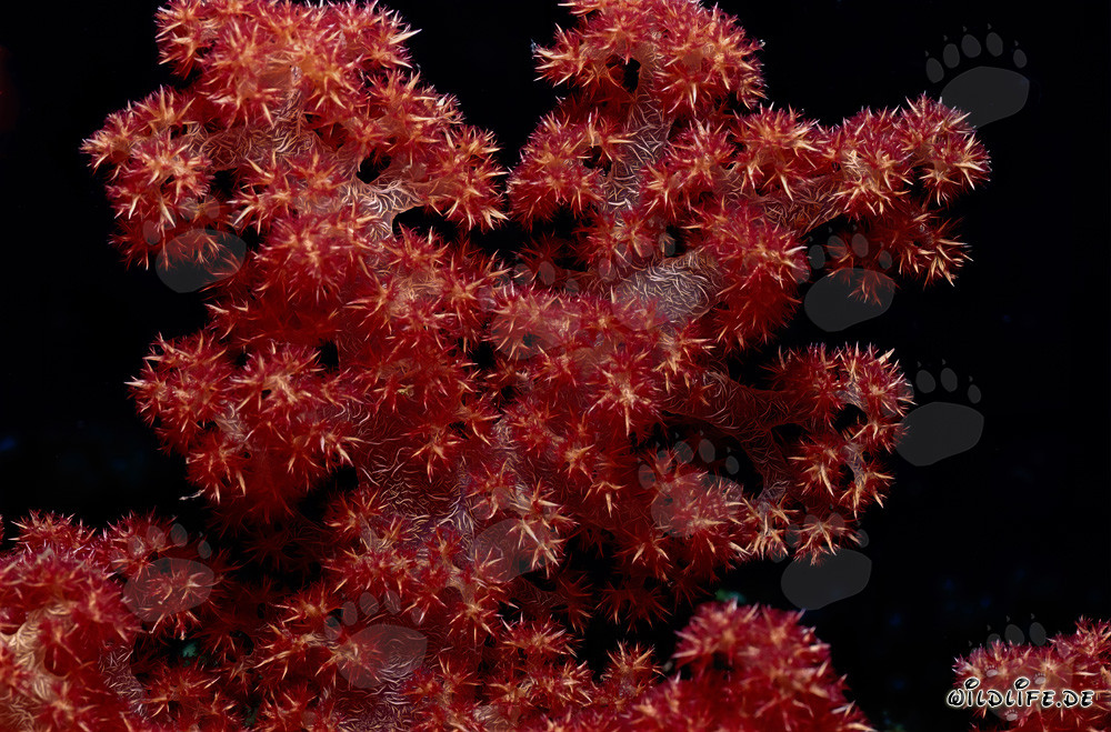 Farbenprächtige Weichkoralle (Dendronephthya sp) im Südpazifik