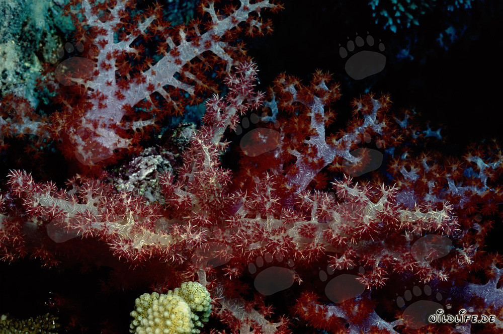 Faszinierende Weichkorallen der Dendronephthya sp. Art