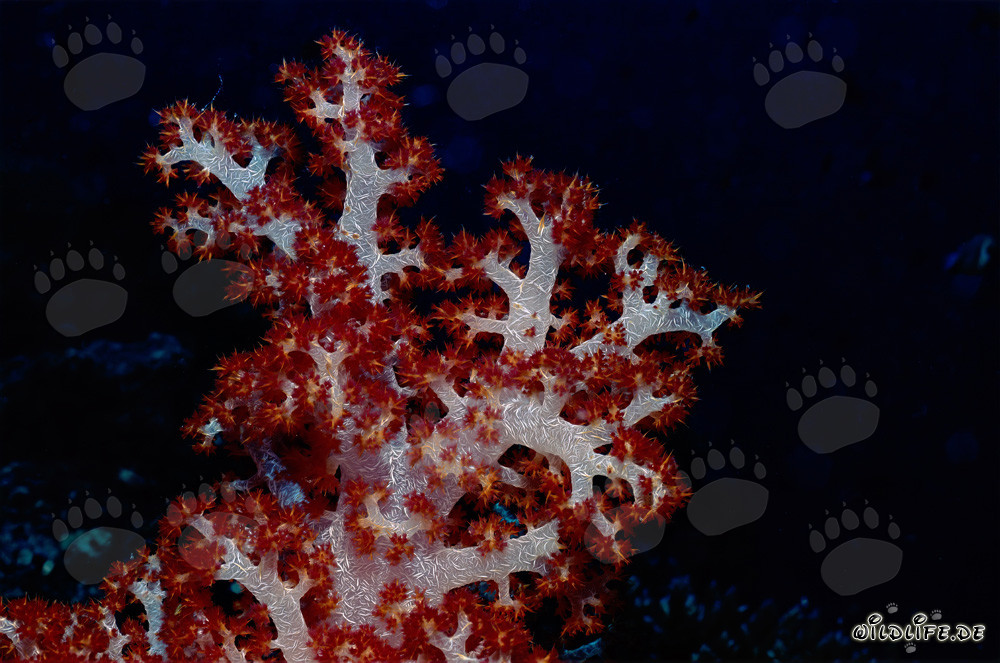 Farbenprächtige Weichkoralle (Dendronephthya sp) im Südpazifik