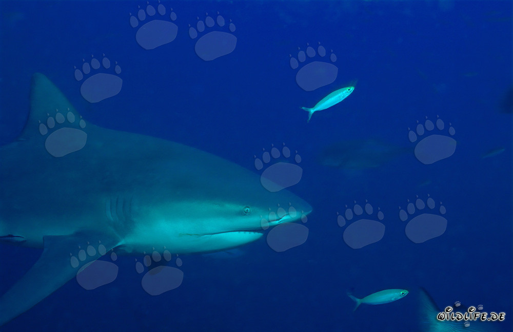 Bull Shark - Fascinating portrait of an imposing ocean predator