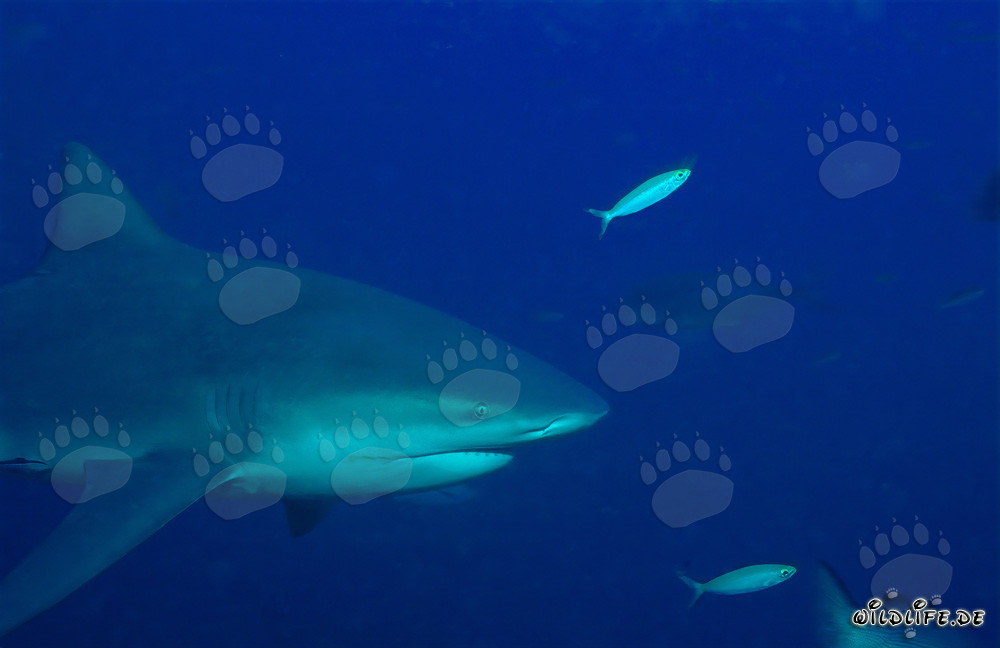 Requin taureau - Portrait fascinant d'un redoutable prédateur des mers