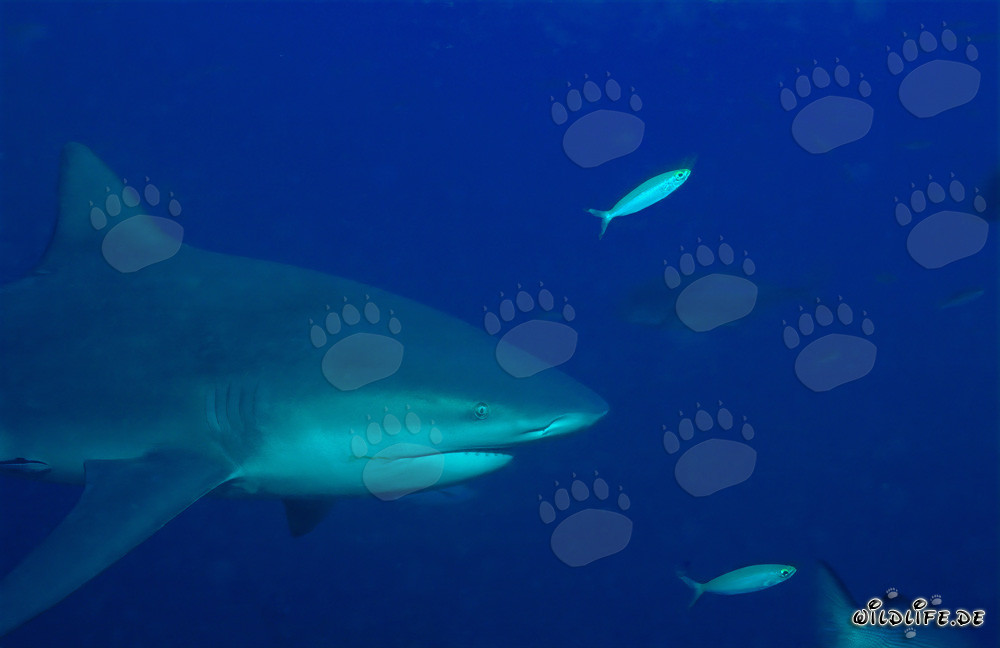 Squalo toro - Ritratto affascinante di un imponente predatore marino