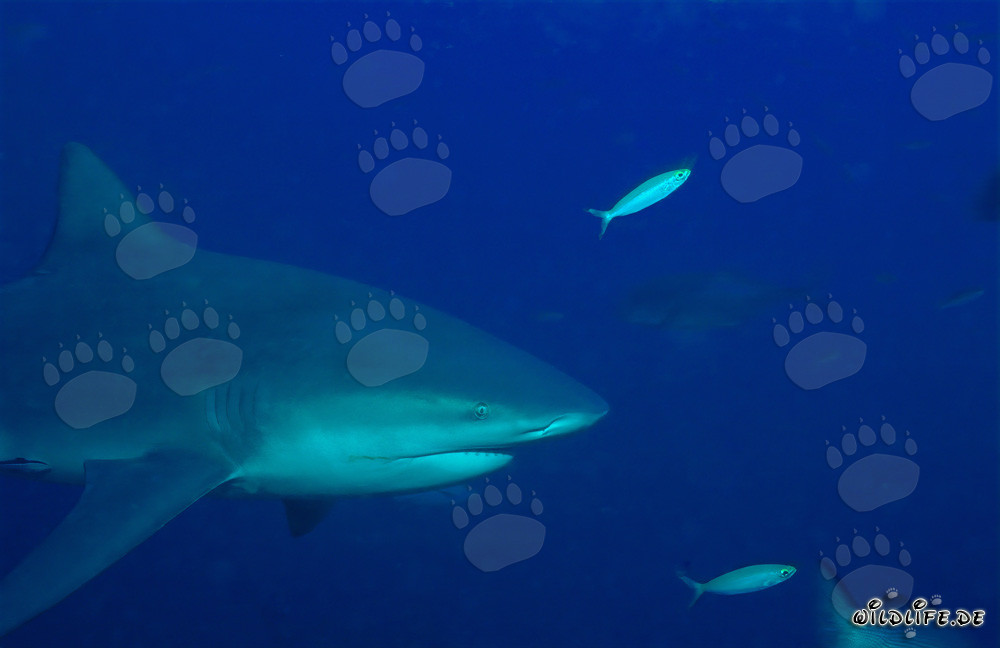 Tiburón toro - Retrato fascinante de un imponente depredador marino