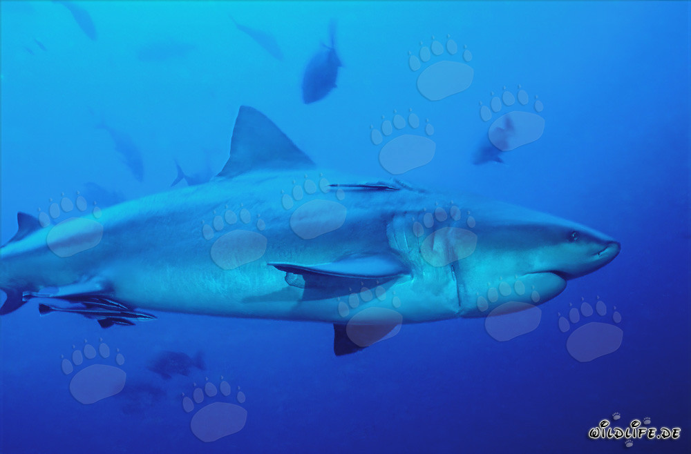 Injured Bull Shark with Longline Injury in Beqa Lagoon, Fiji