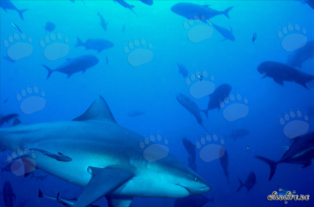 Bull Shark and Giant Trevallys at Shark Reef in Beqa Lagoon, Fiji