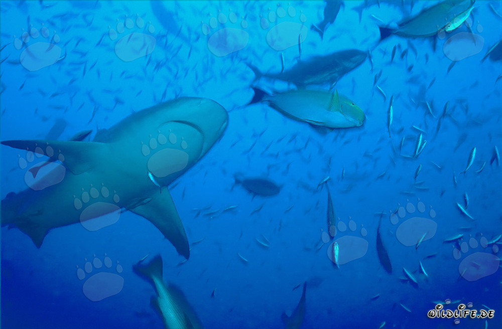 Bull Shark underside in Beqa Lagoon, Fiji