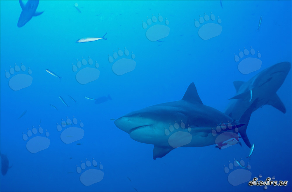 Two majestic Bull Sharks in front of the fascinating Shark Reef