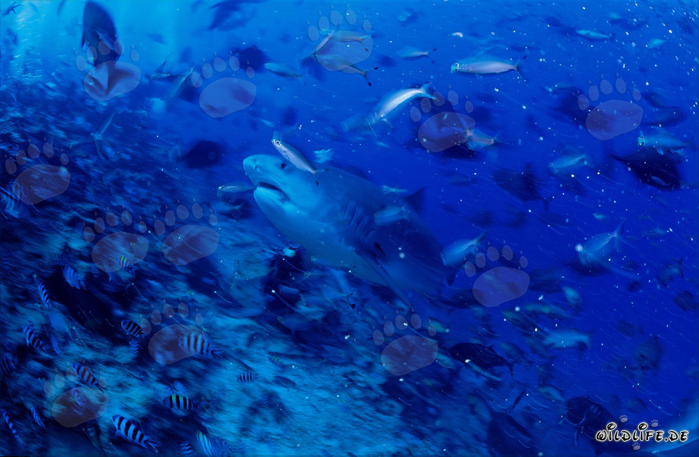 Requin tigre (Galeocerdo cuvier) nage majestueusement le long du récif