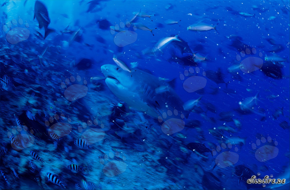 Tiger shark (Galeocerdo cuvier) swimming majestically along the reef wall