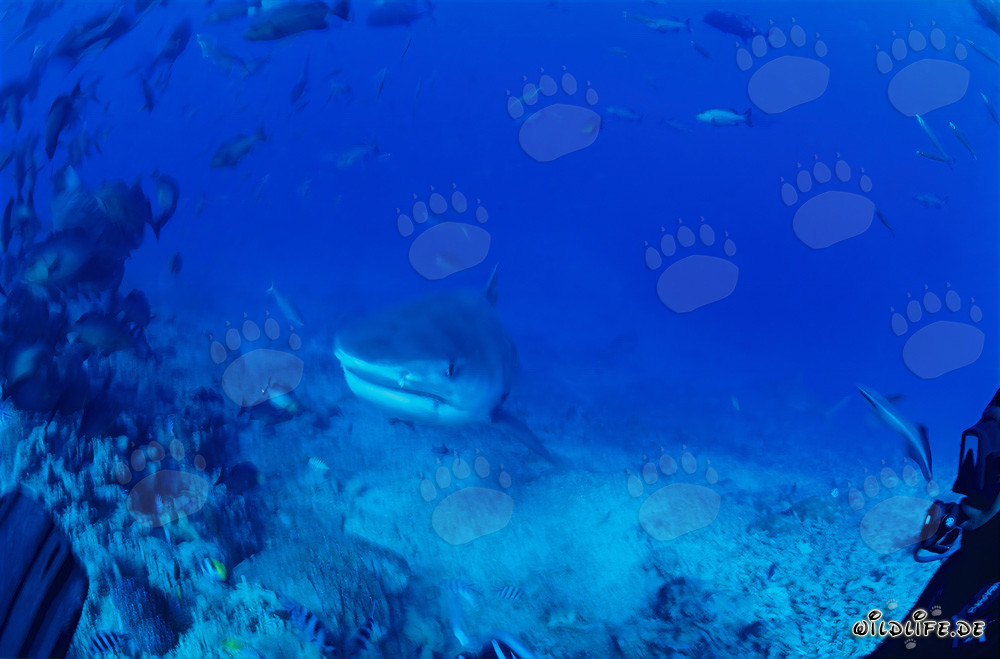 Impressionnant requin tigre (Galeocerdo cuvier) nage majestueusement dans la mer bleue