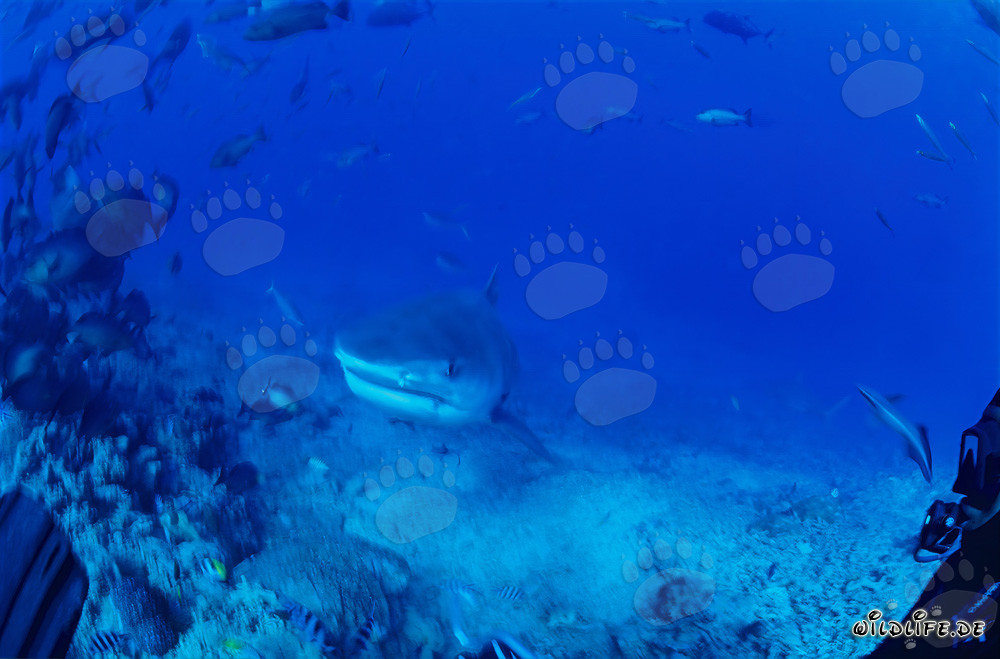 Imponente squalo tigre (Galeocerdo cuvier) nuota maestosamente nel mare blu