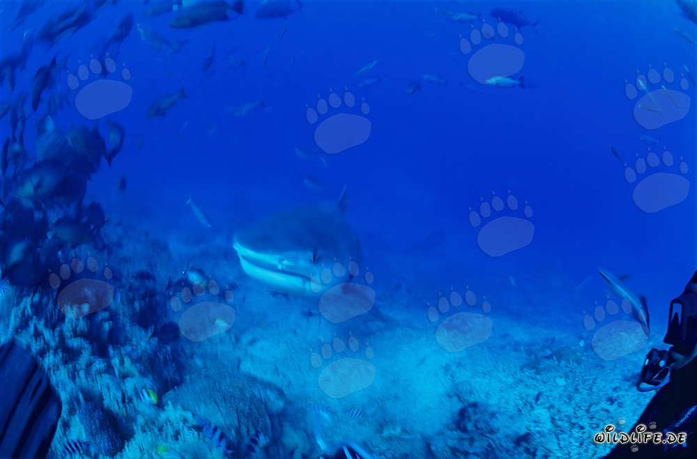 Impresionante tiburón tigre (Galeocerdo cuvier) nada majestuosamente en el mar azul