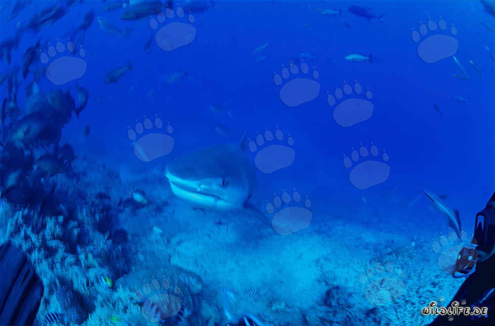 Impressive Tiger Shark (Galeocerdo cuvier) swimming majestically in the blue ocean