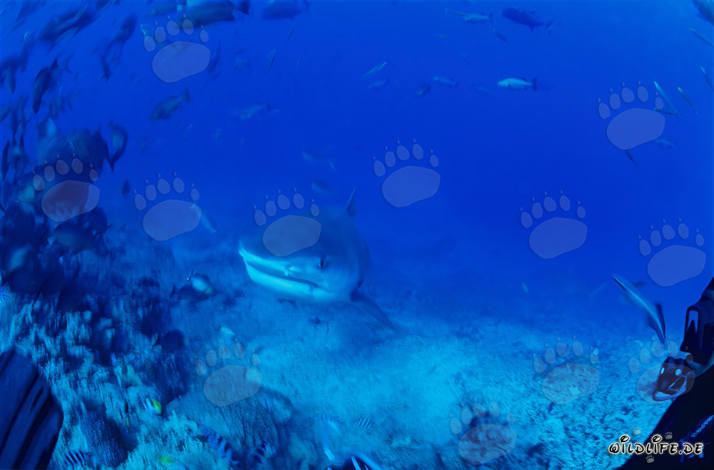 Imposanter Tigerhai (Galeocerdo cuvier) schwimmt majestätisch durch das blaue Meer
