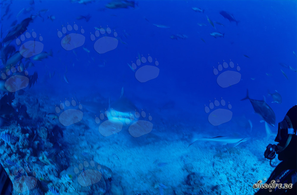 Requin-tigre nage majestueusement dans les eaux turquoise du récif