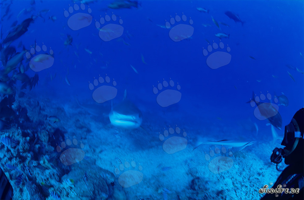 Tiger shark gracefully swims through the turquoise waters of the reef