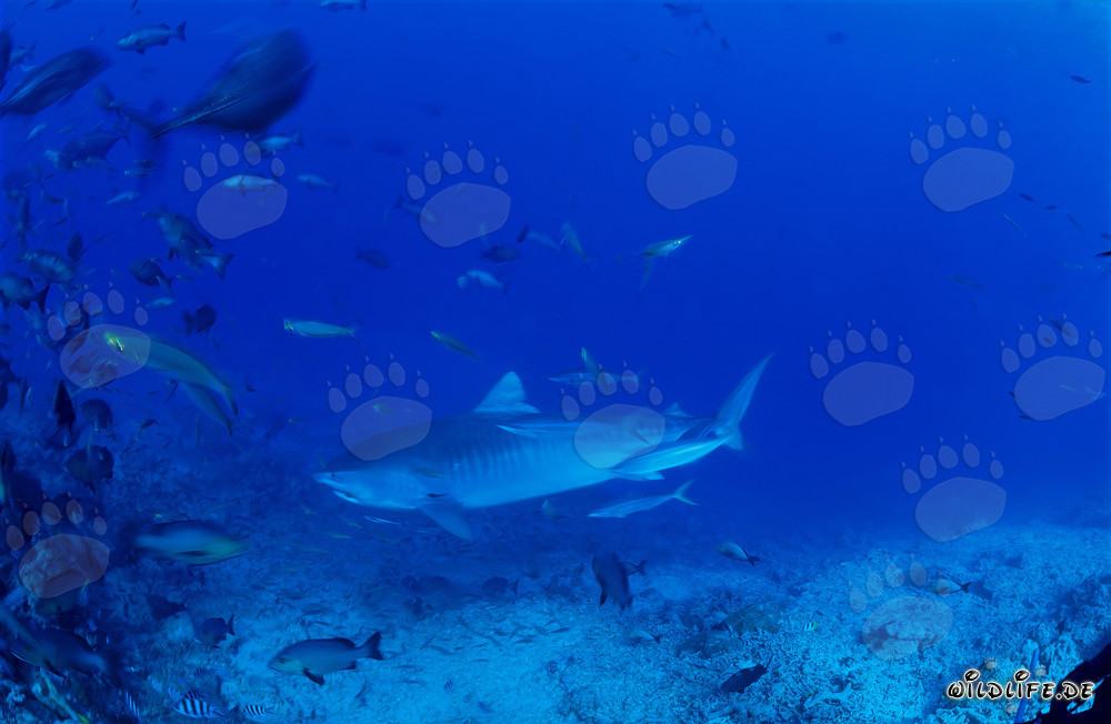 Grand requin tigre nage majestueusement le long du récif