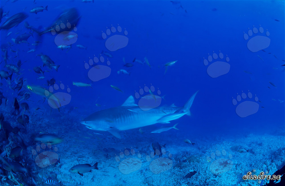 Imponente squalo tigre nuota maestosamente lungo la barriera corallina
