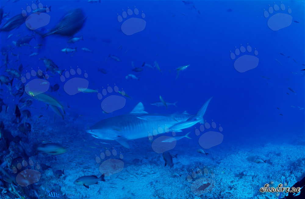 Impresionante tiburón tigre nada majestuosamente a lo largo del arrecife