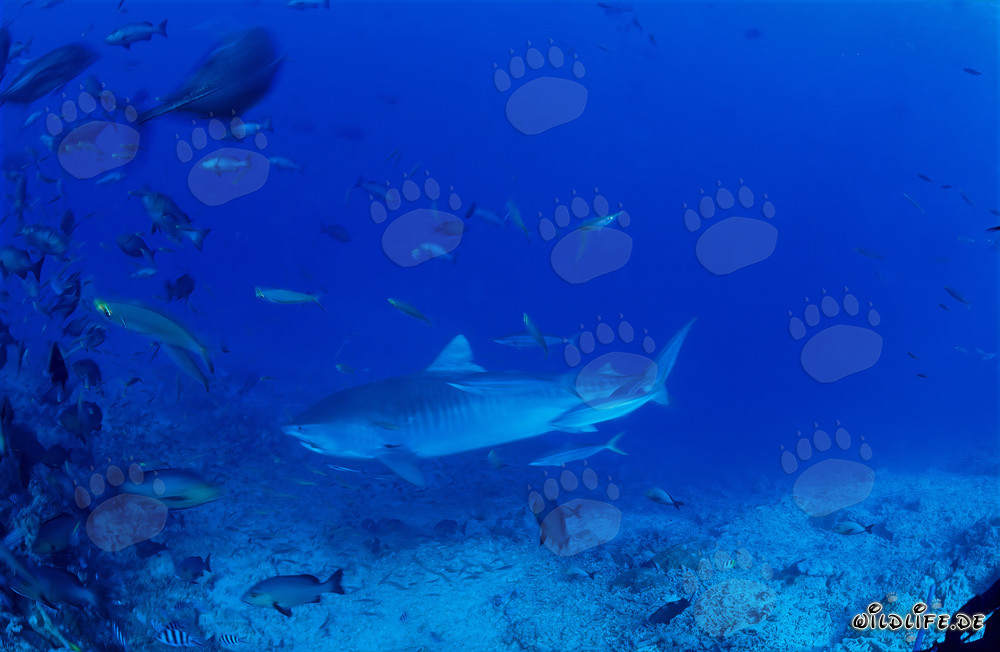 Impressive tiger shark majestically swims along the reef