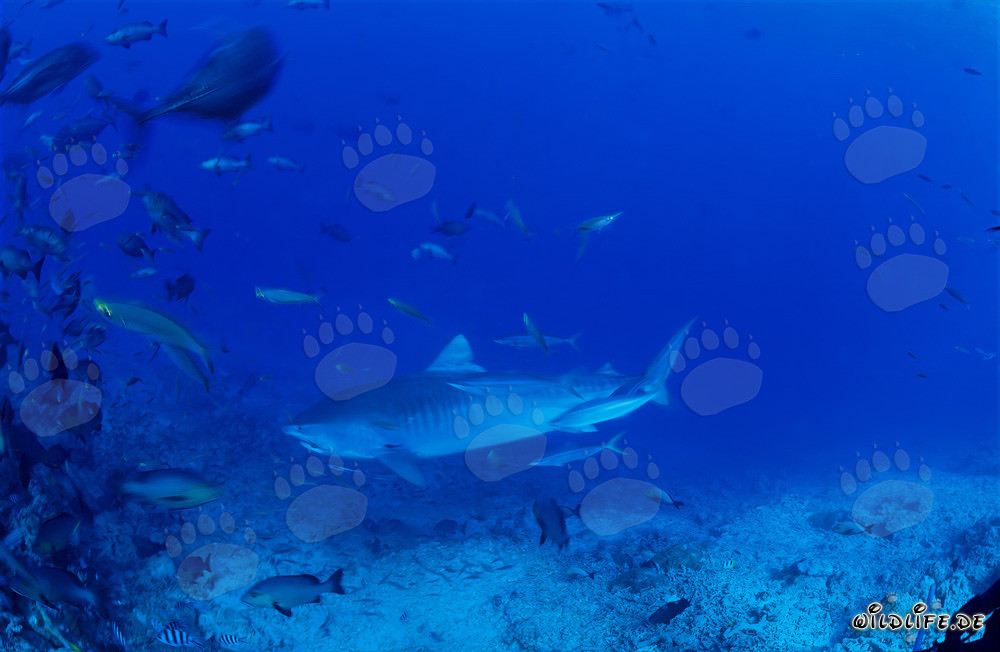 Imposanter Tigerhai schwimmt majestätisch am Riff entlang