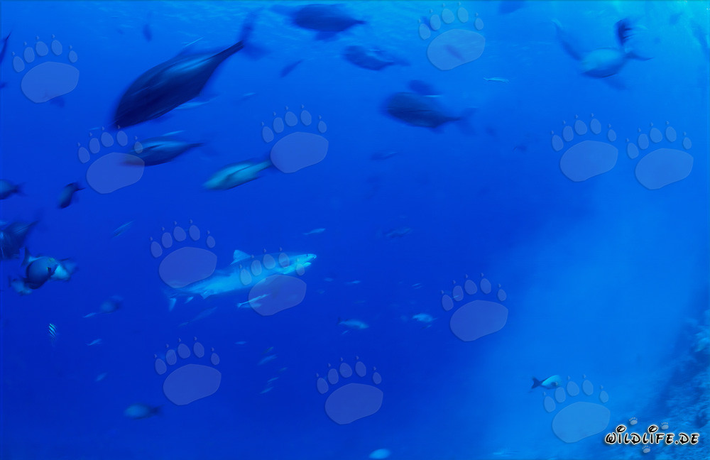 Requin tigre - Majesté des océans