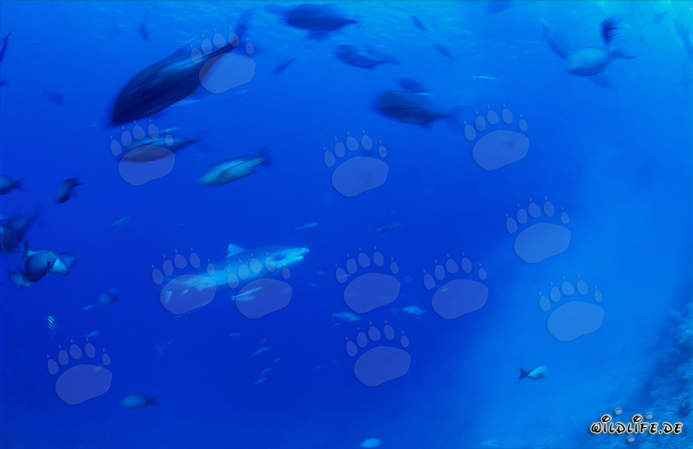 Tiger Shark - Majesty of the Ocean