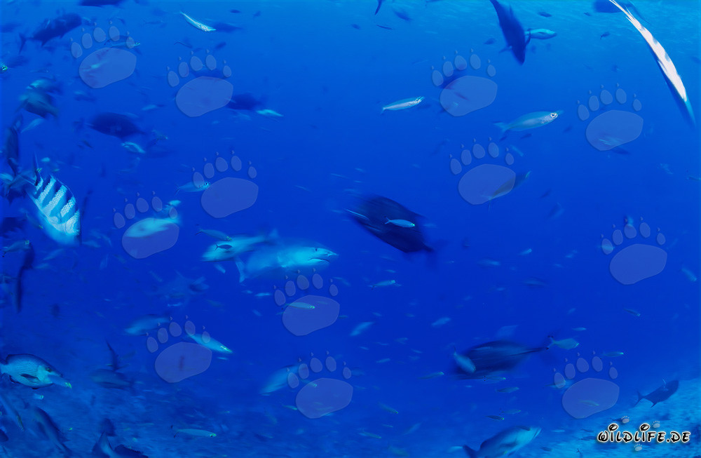 Imposant requin-tigre surgit des profondeurs de l'océan