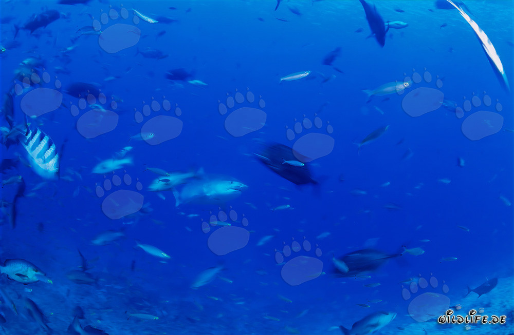Imponente squalo tigre emerge dalle profondità dell'oceano
