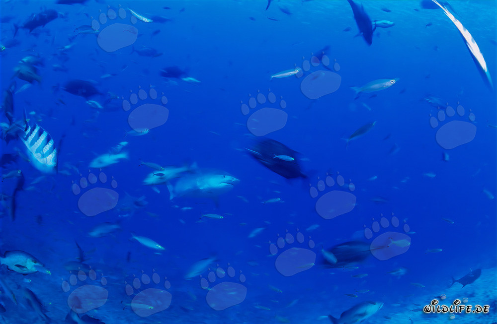 Imponente tiburón tigre emerge de las profundidades del océano