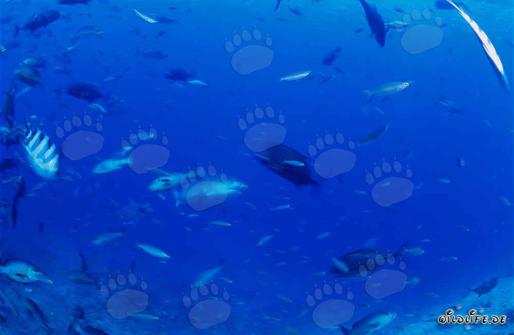 Impressive Tiger Shark Emerges from the Depths of the Ocean