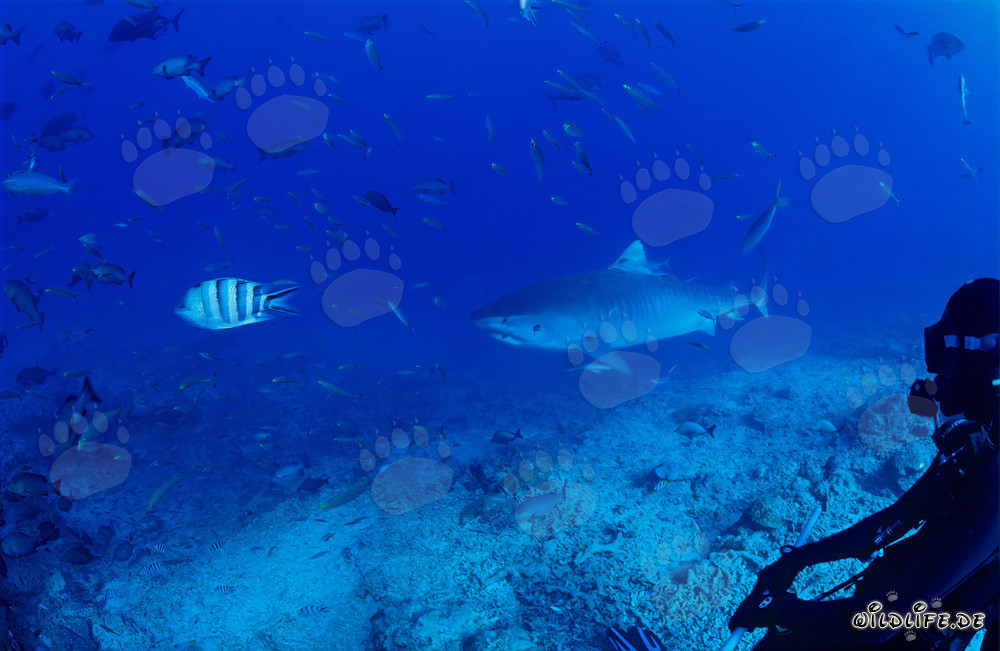 Squalo tigre sulla barriera corallina