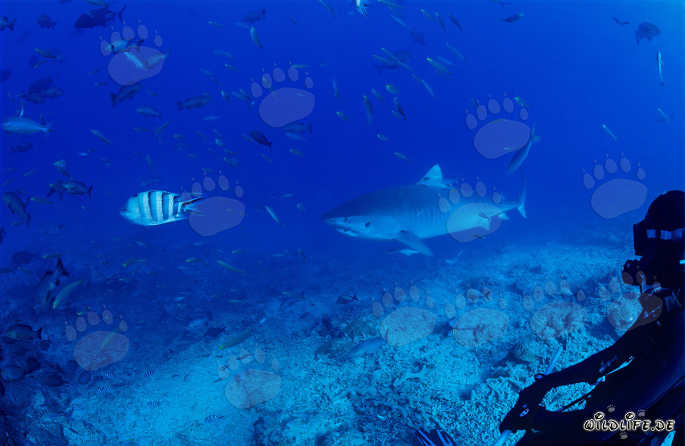 Tiger shark at the Reef