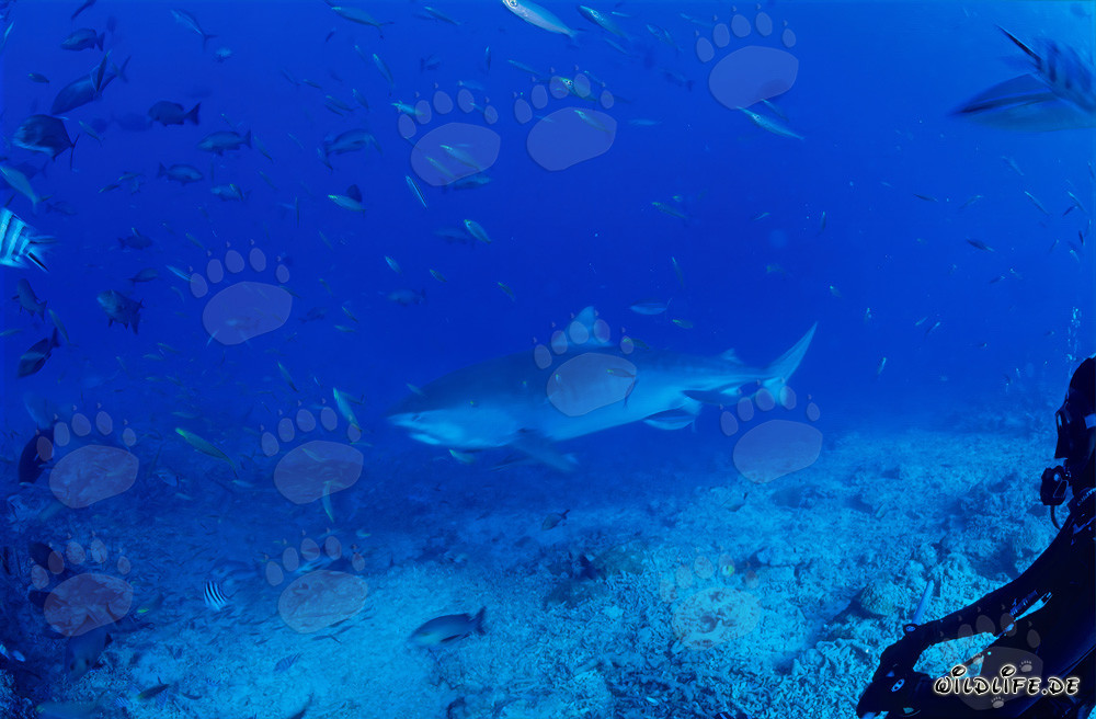Grand requin-tigre impressionnant dans l'eau claire de la lagune Beqa à Fidji