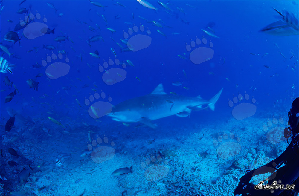 Imponente squalo tigre nelle acque cristalline della laguna di Beqa a Fiji