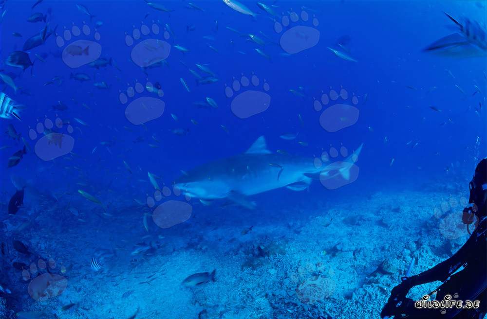 Impresionante tiburón tigre en las aguas claras de la laguna Beqa en Fiji
