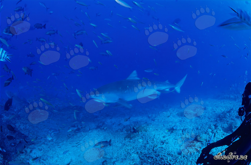 Impressive Tiger Shark in the Clear Ocean Waters off Beqa Lagoon in Fiji
