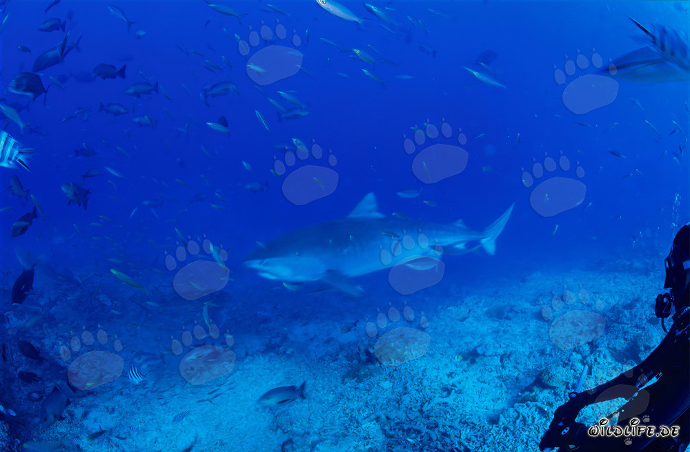 Imposanter Tigerhai im klaren Ozeanwasser vor Beqa Lagoon auf Fiji
