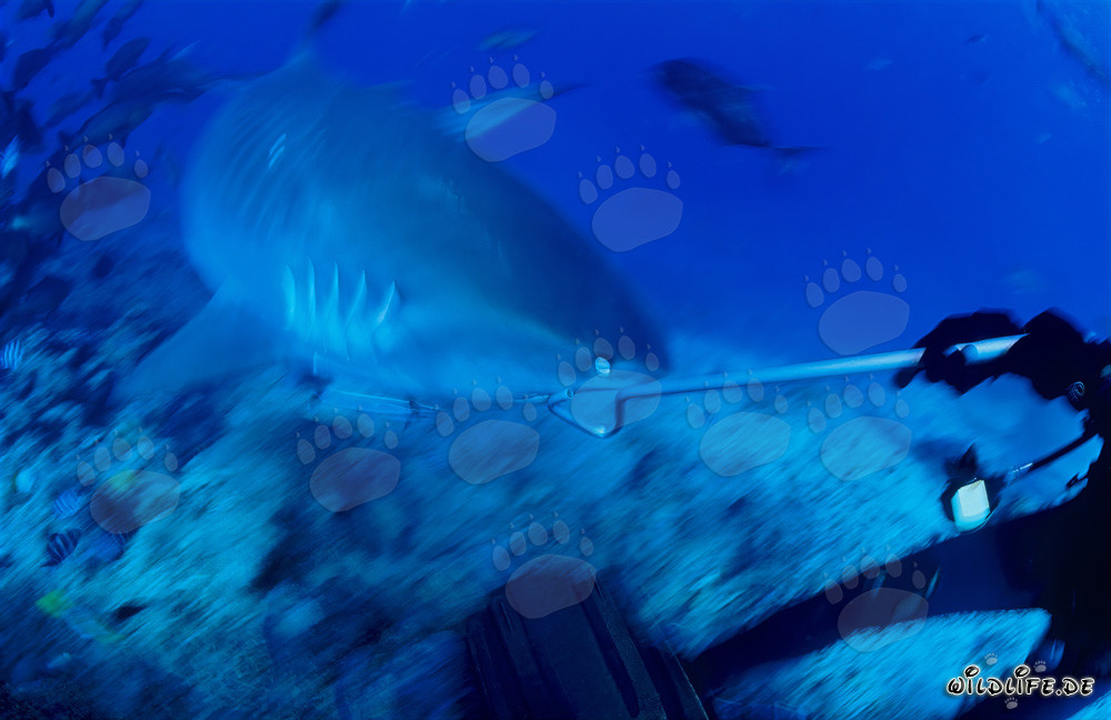 Diver fending off Tiger Shark