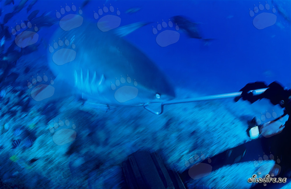Plongeur repousse un requin tigre