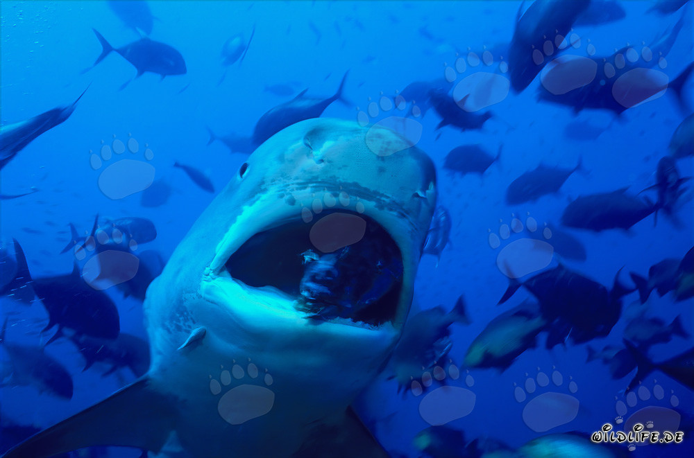 Impressive Tiger Shark (Galeocerdo cuvier) hunting for prey