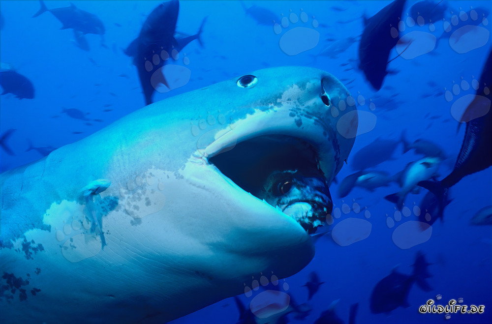 Impressive Tiger Shark with Distinctive Stripes