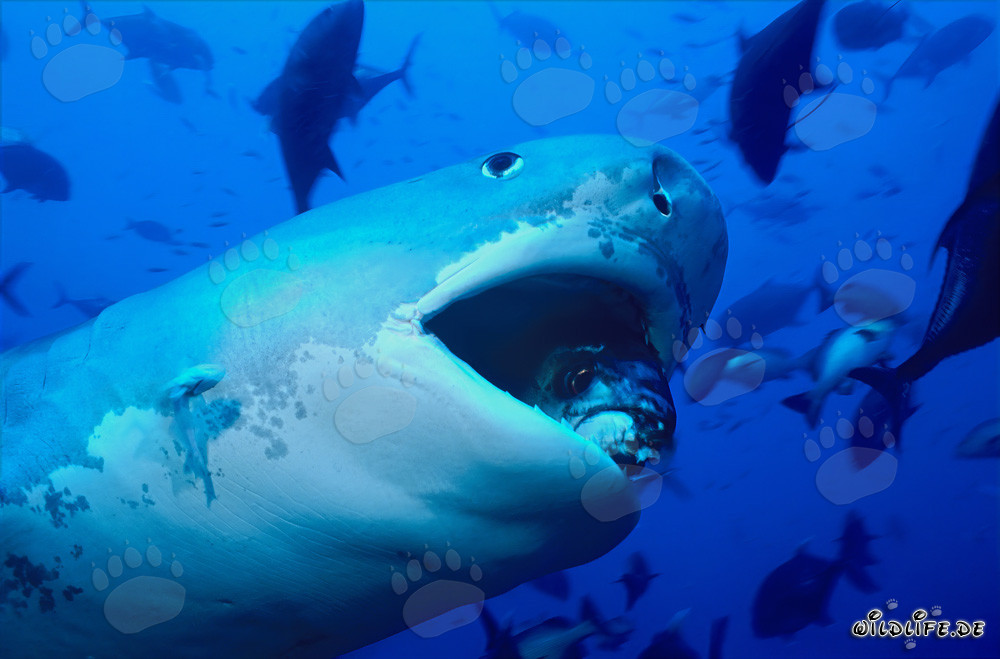 Impressionnant requin tigre aux rayures marquantes