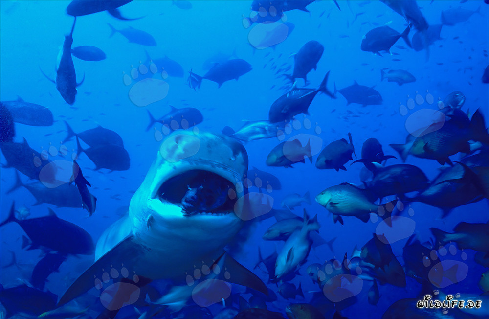 Requin tigre - Le redoutable chasseur des mers